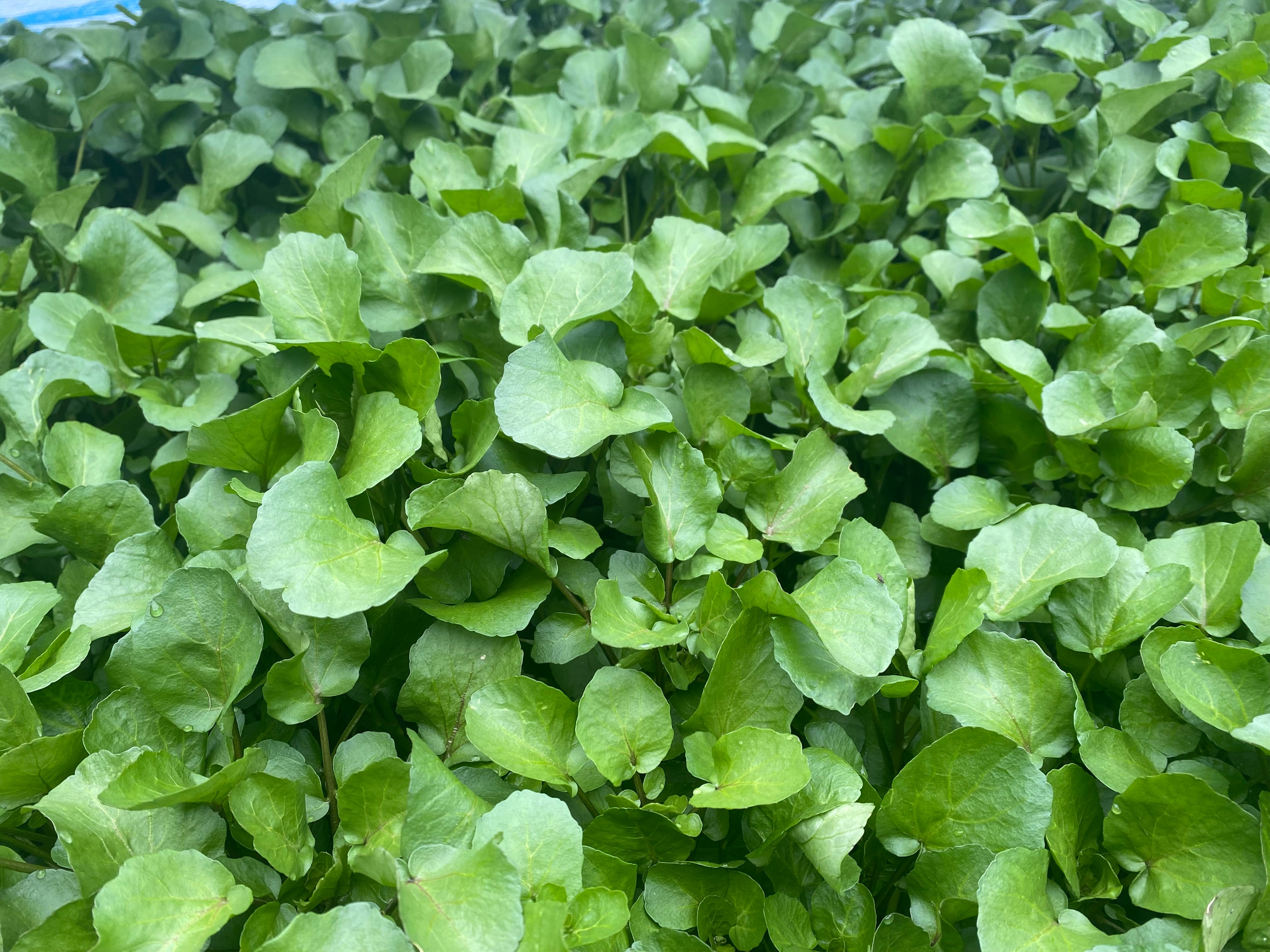 新鮮な水菜クレソン5キロ 朝採り！清流クレソン直送。 家庭パーティーパック単発注文 中 500g