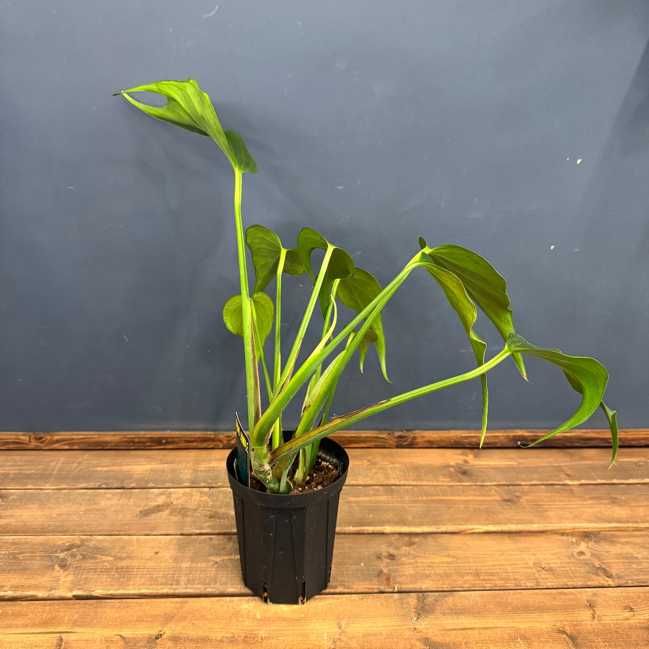 【クリアランス】モンステラ バールマルクスフレーム【293】