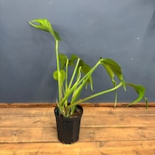 【クリアランス】モンステラ バールマルクスフレーム【293】