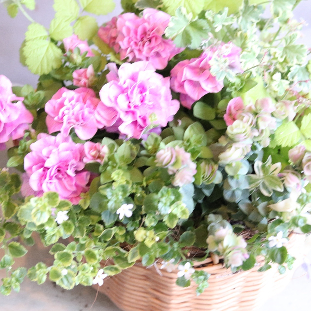 モンディマンシェ 母に贈る方寄せ植え（送料込み）　ベルチャームエレンのバスケット｜届いてすぐ飾れる完成品｜玄関インテリア｜母の日・新築・開店祝いギフト