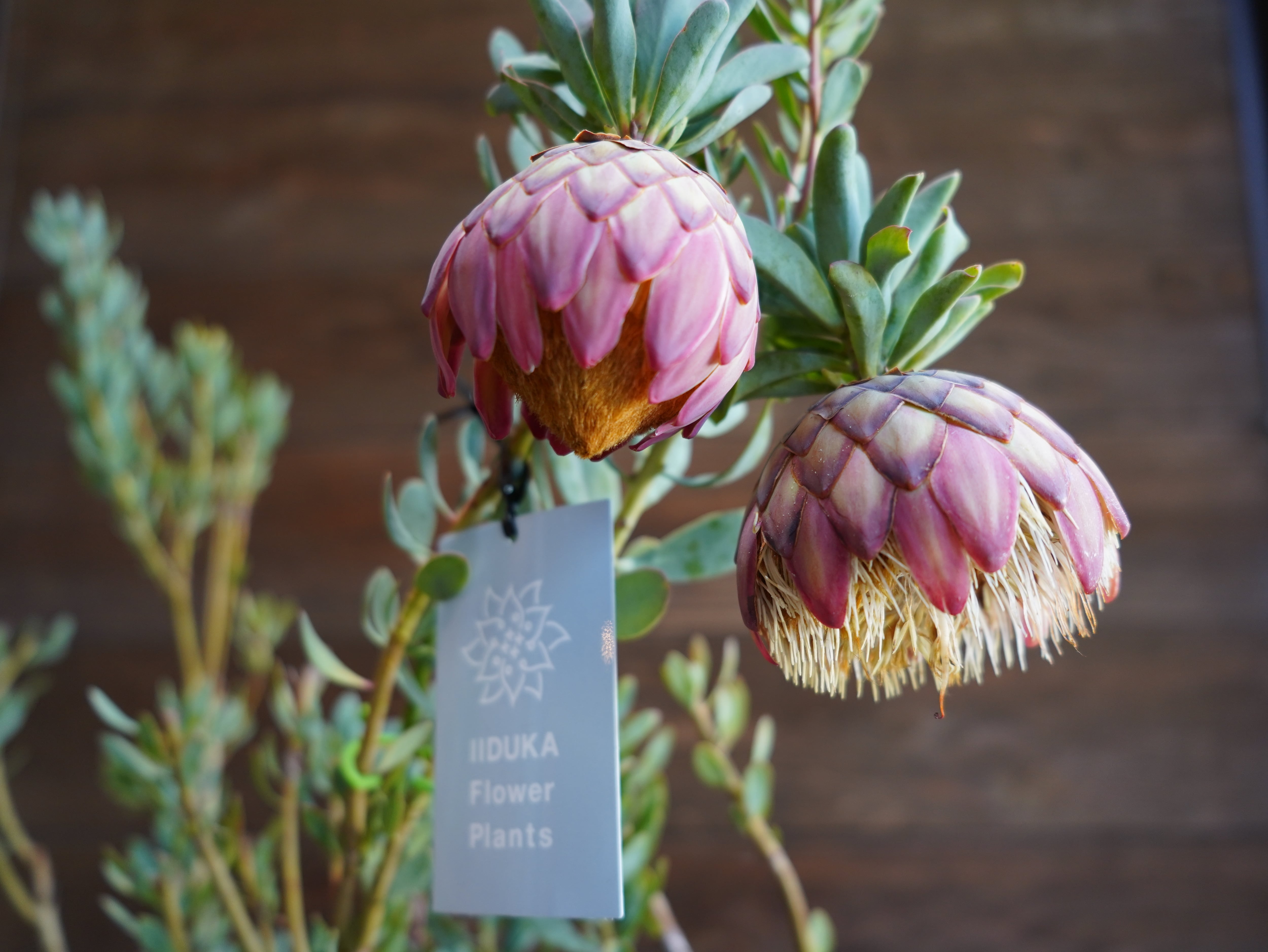 【現物】プロテア "サルフレア"