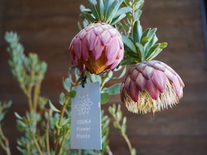 【現物】プロテア "サルフレア"