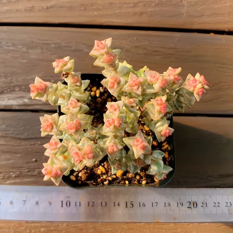 農園直売 多肉植物 寄せ植え エケベリア属 洛神（群）新品種 観葉植物