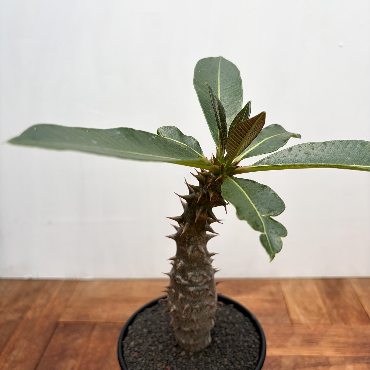 Pachypodium baronii【パキポディウム・バロニー・実生】