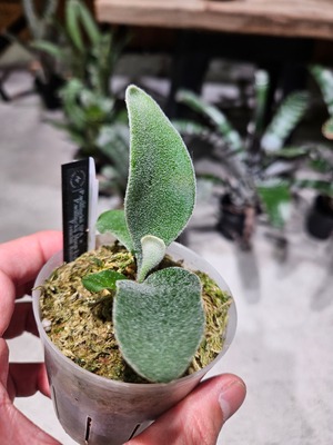 P.willinckii SPA × P.willinckii Moon Light × P.veichii Auburn River Sporelings 【artPLANTs/PLANTS GARAGE 】ビカクシダ#Platycerium