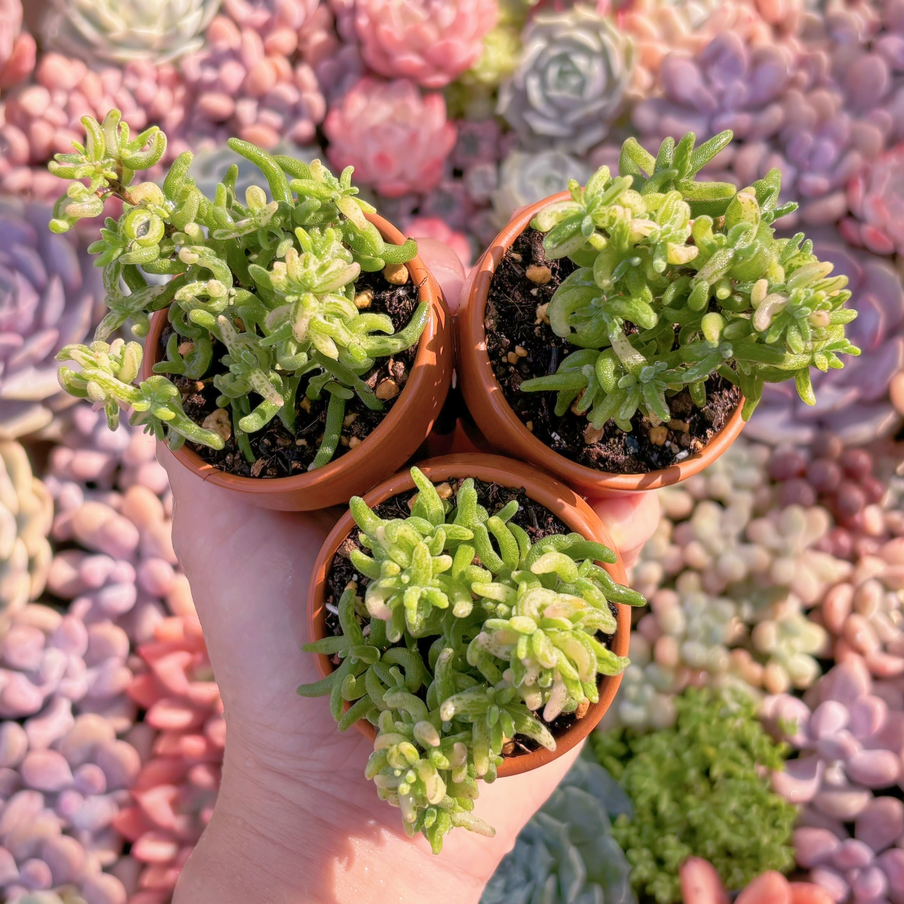 多肉植物　ドロサンテマム　彩紅巻錦　新入荷　るる農園