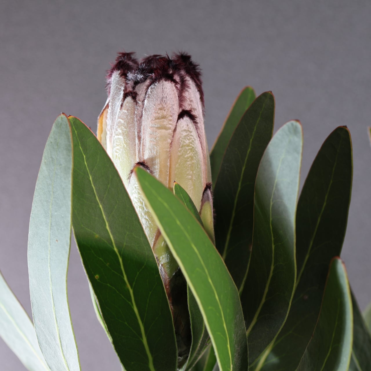 ① プロテア　クリームミンク　3輪 プロテア クリームミンク | 沼ノ上農園