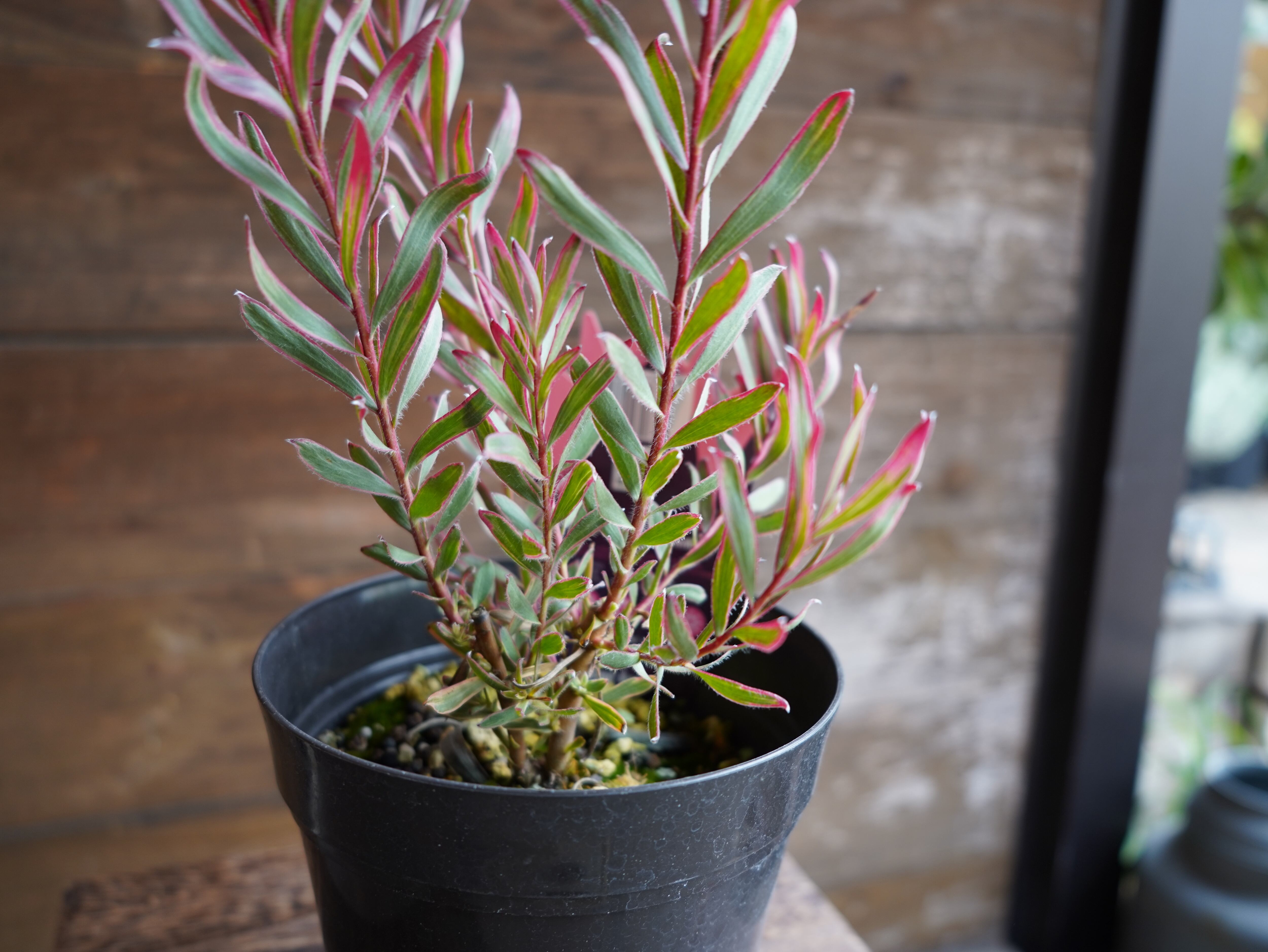 【現物】リューカデンドロン ”Jolly Joker”