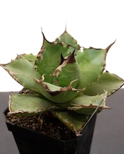 抜き苗 アガベ 阿修羅 Agave titanota 'Ashura'