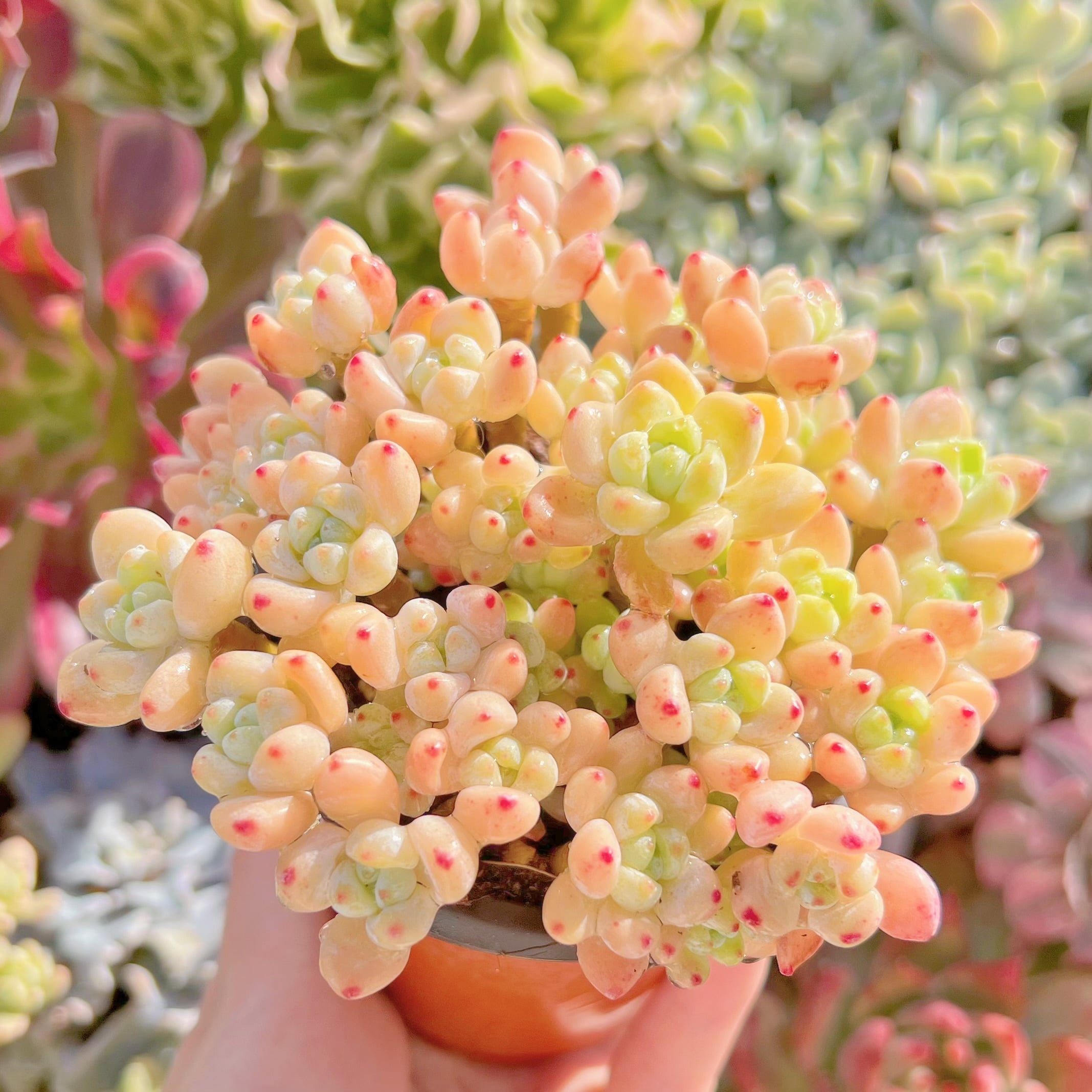 現品　ピンクラウル#029　群生　るる農園