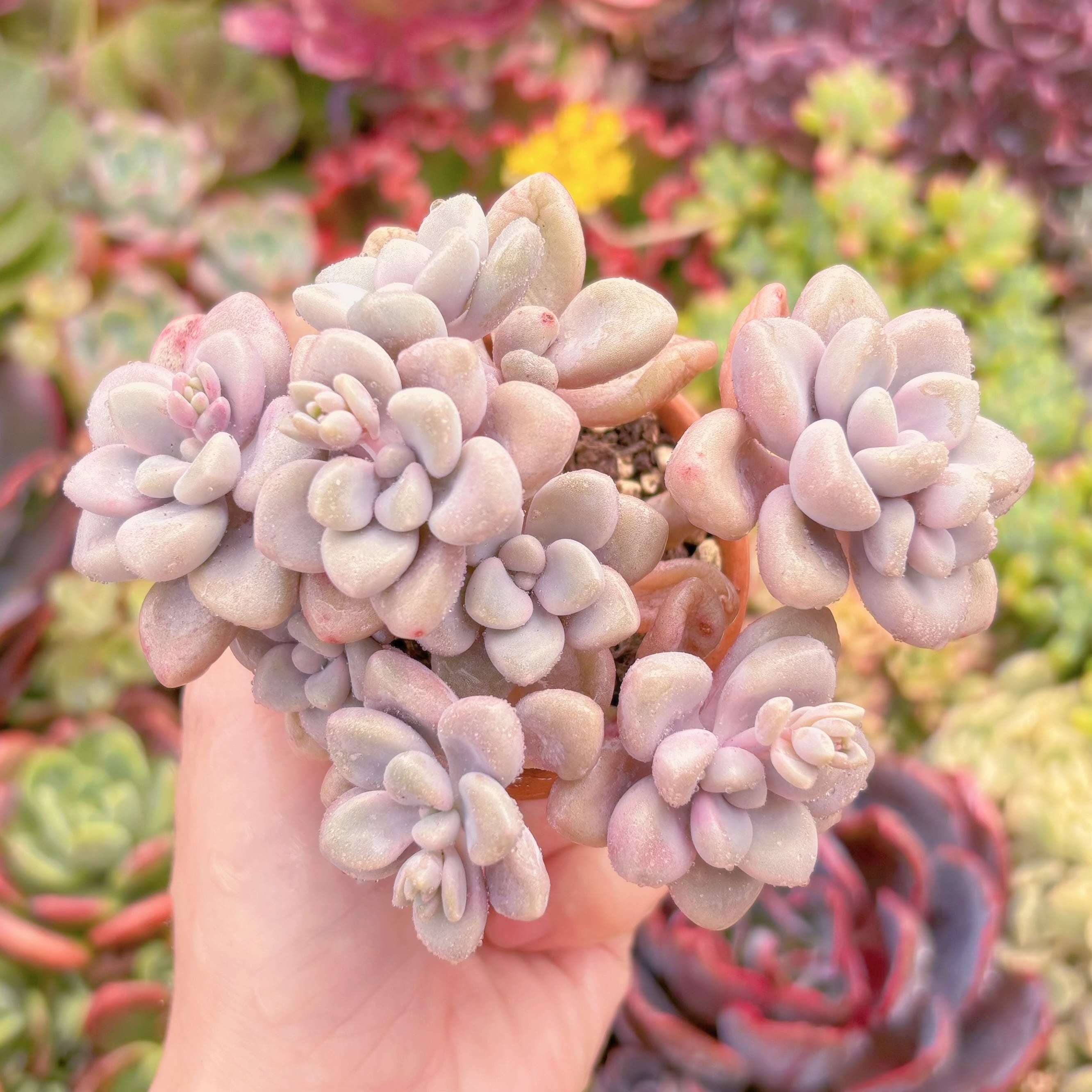 現品　エイレン#F081　るる農園