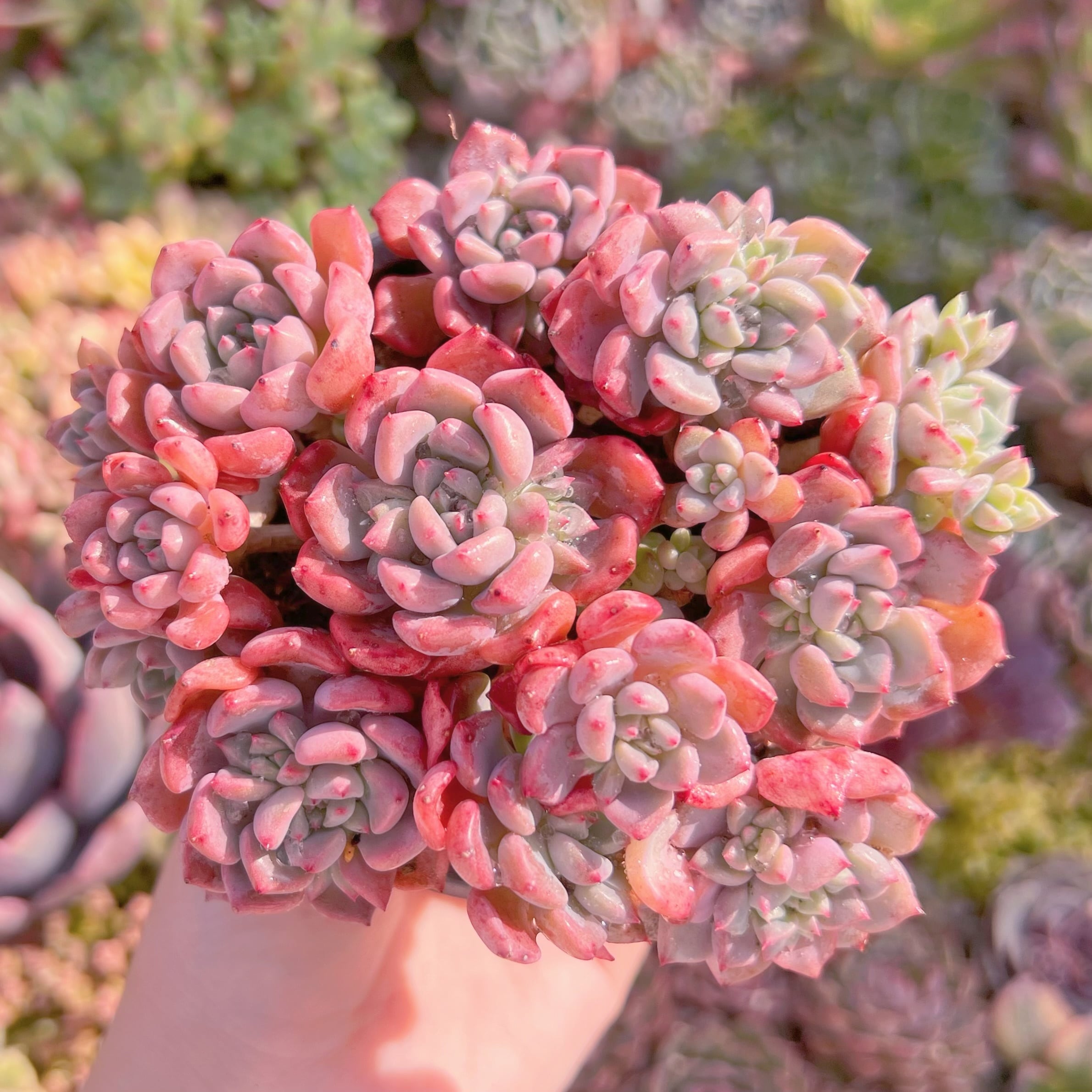 現品　キュートバブル#M290　大群生　新入荷　るる農園