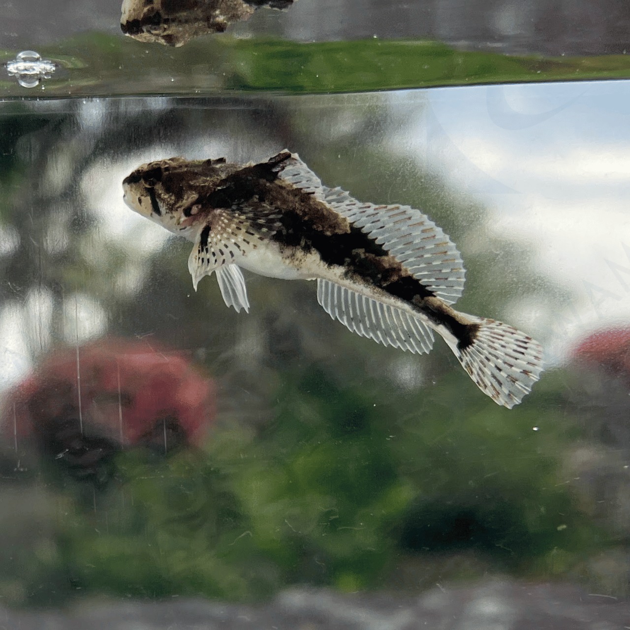 (淡水魚)ヤマノカミ 4cm±(1匹)【生体】