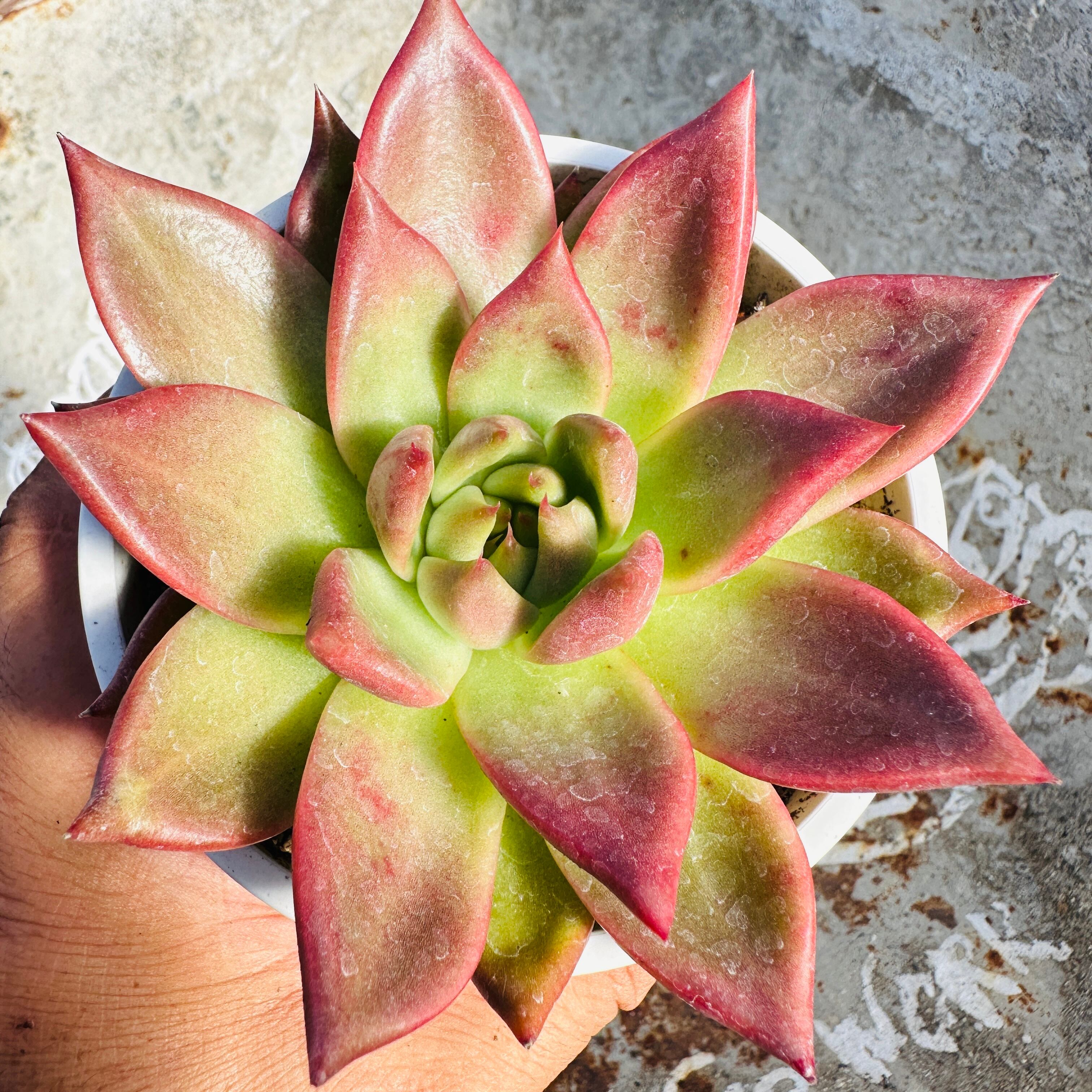 RS　ページ 多肉種 セット-1 多肉植物 1.5号 ケース売り 72個入り 【9品種保証】の通販 | GreenSnap