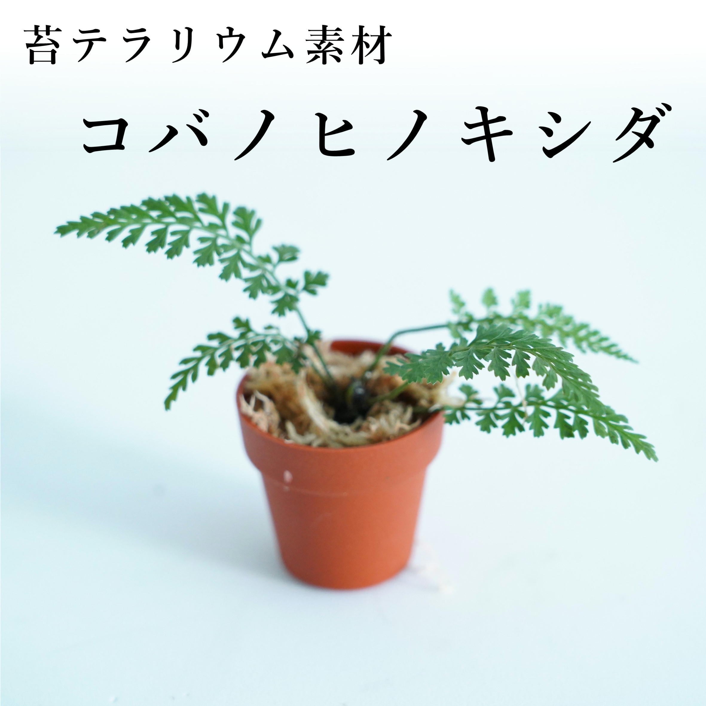 マメヅタLemmaphyllum microphyllum｜苔テラリウム作製用素材◇壁面や