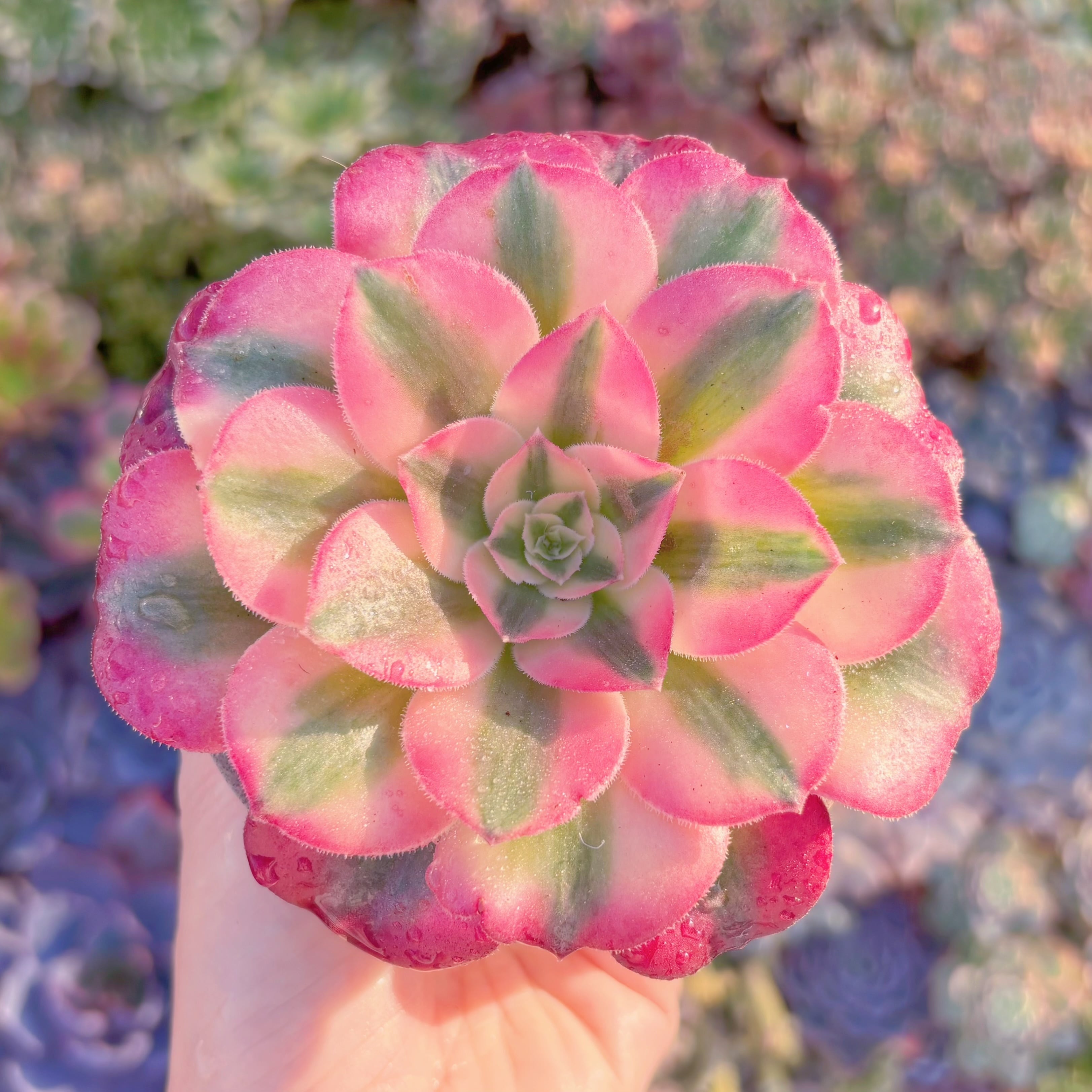 多肉植物　アフラダイティ　新入荷　るる農園