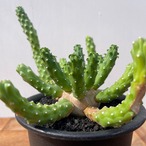 Euphorbia inermis【ユーフォルビア・イネルミス　九頭竜】