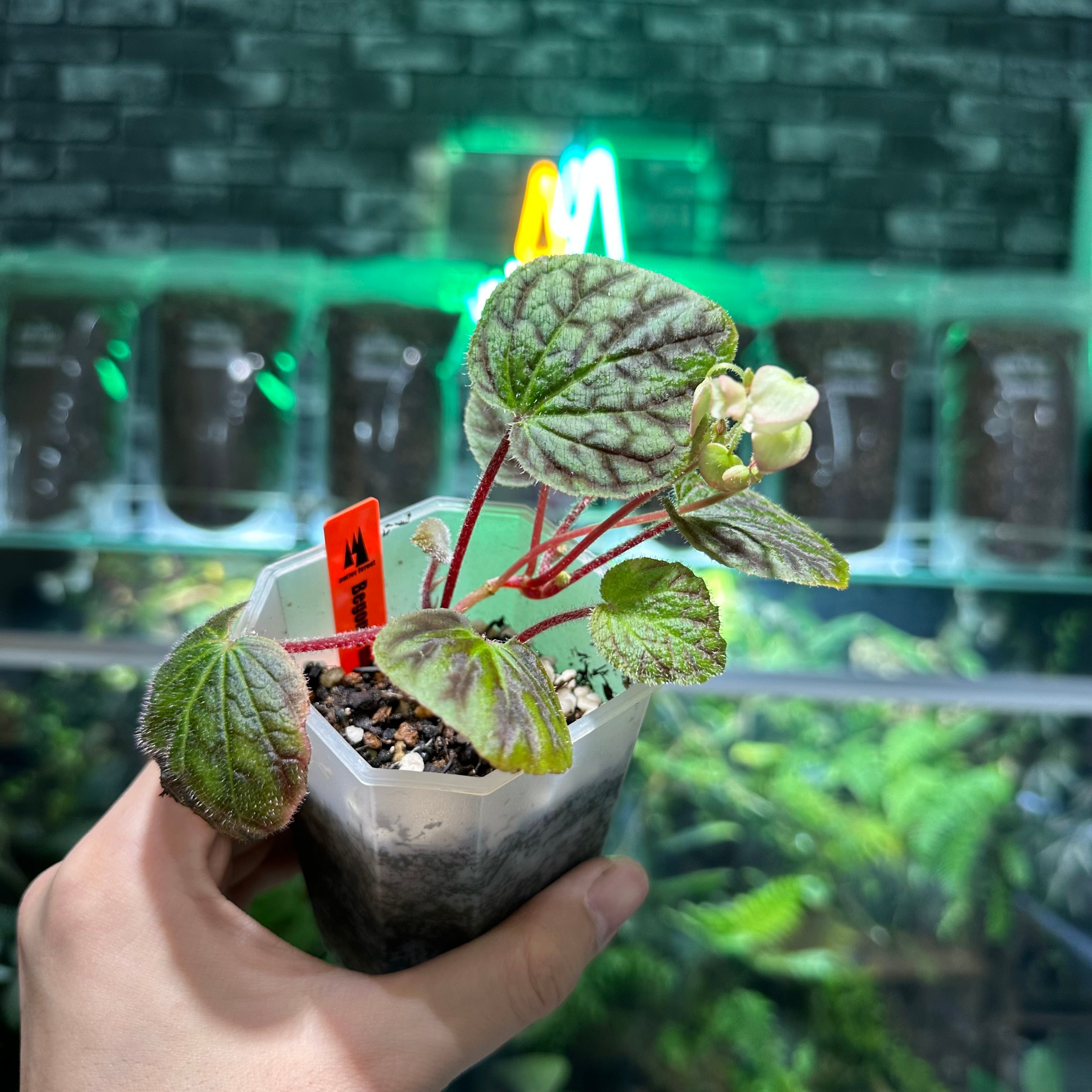 Begonia murina | ベゴニア専門 オンラインショップ