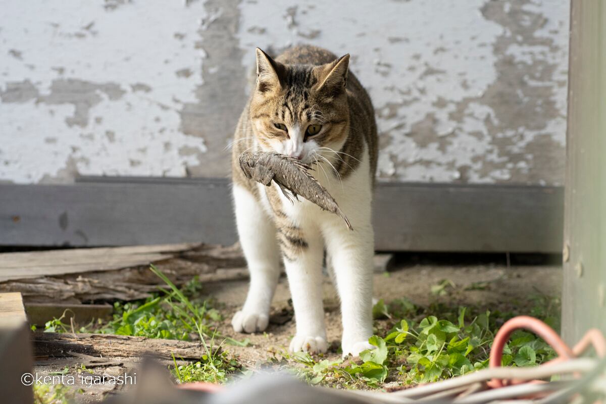 とらねこさん　画像のカード9枚 とらねこ」の187万点のロイヤリティフリー画像、写真素材、絵