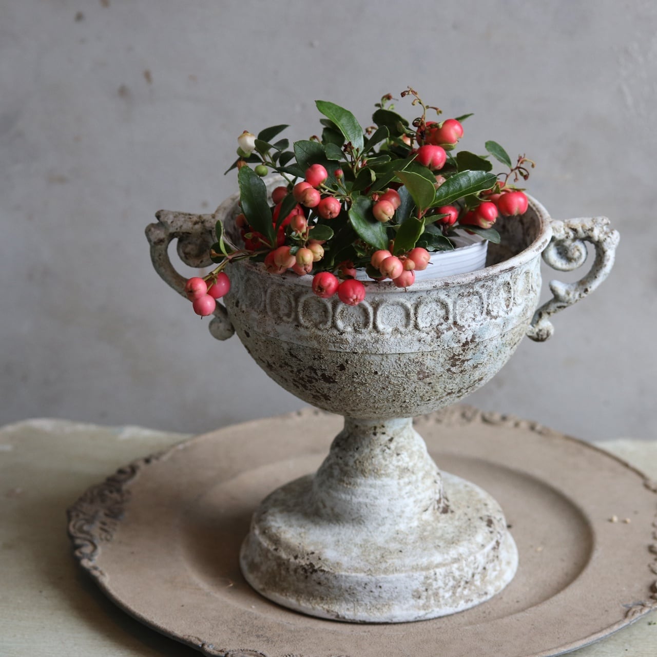 チェッカーベリー 赤い実 クリスマスの寄せ植え 寒さ強い お花が