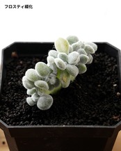 【EVERGREEN 8 8種ガチャ】カブリゼロ スーパーガチャ
