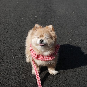 【予約】[ OHDIBS ] CAPENESS leash｜NO.15 _Red check