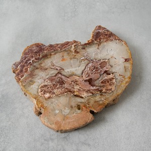 ペトリファイドウッド / スライス プレート【2】