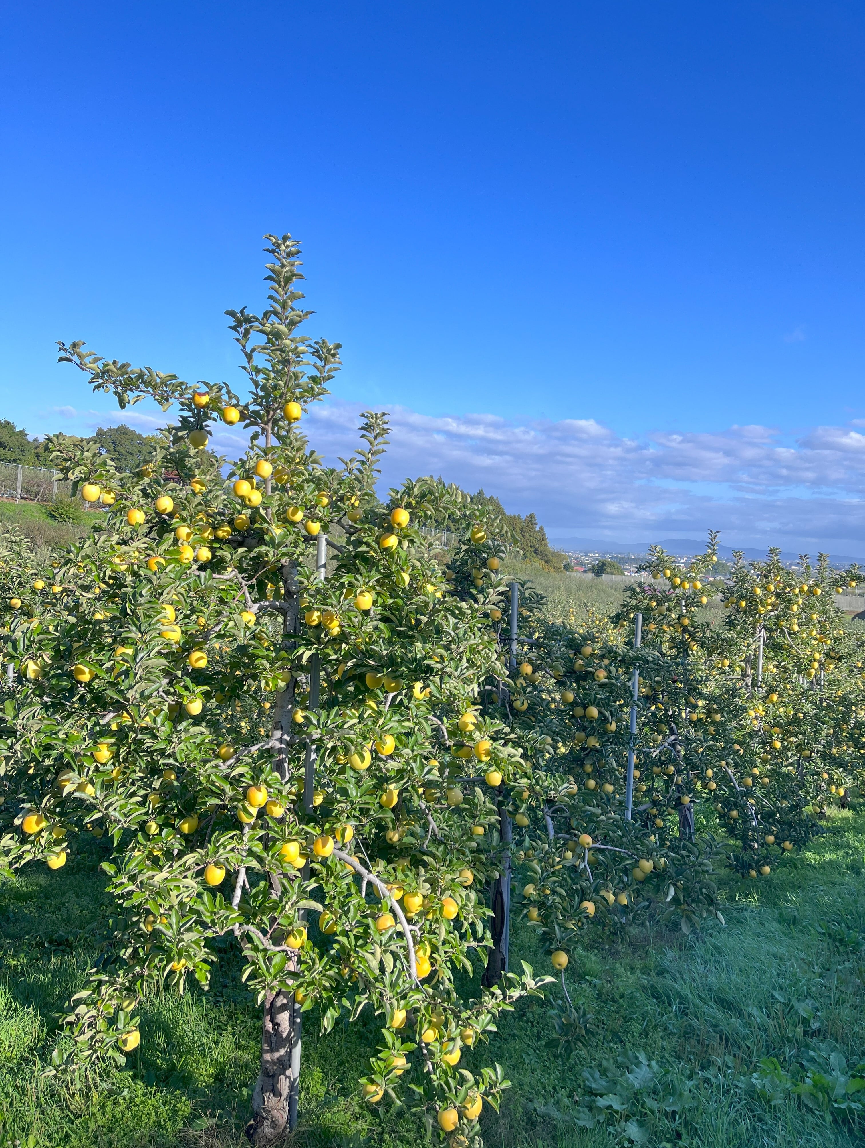 シナノゴールド家庭用　10kg