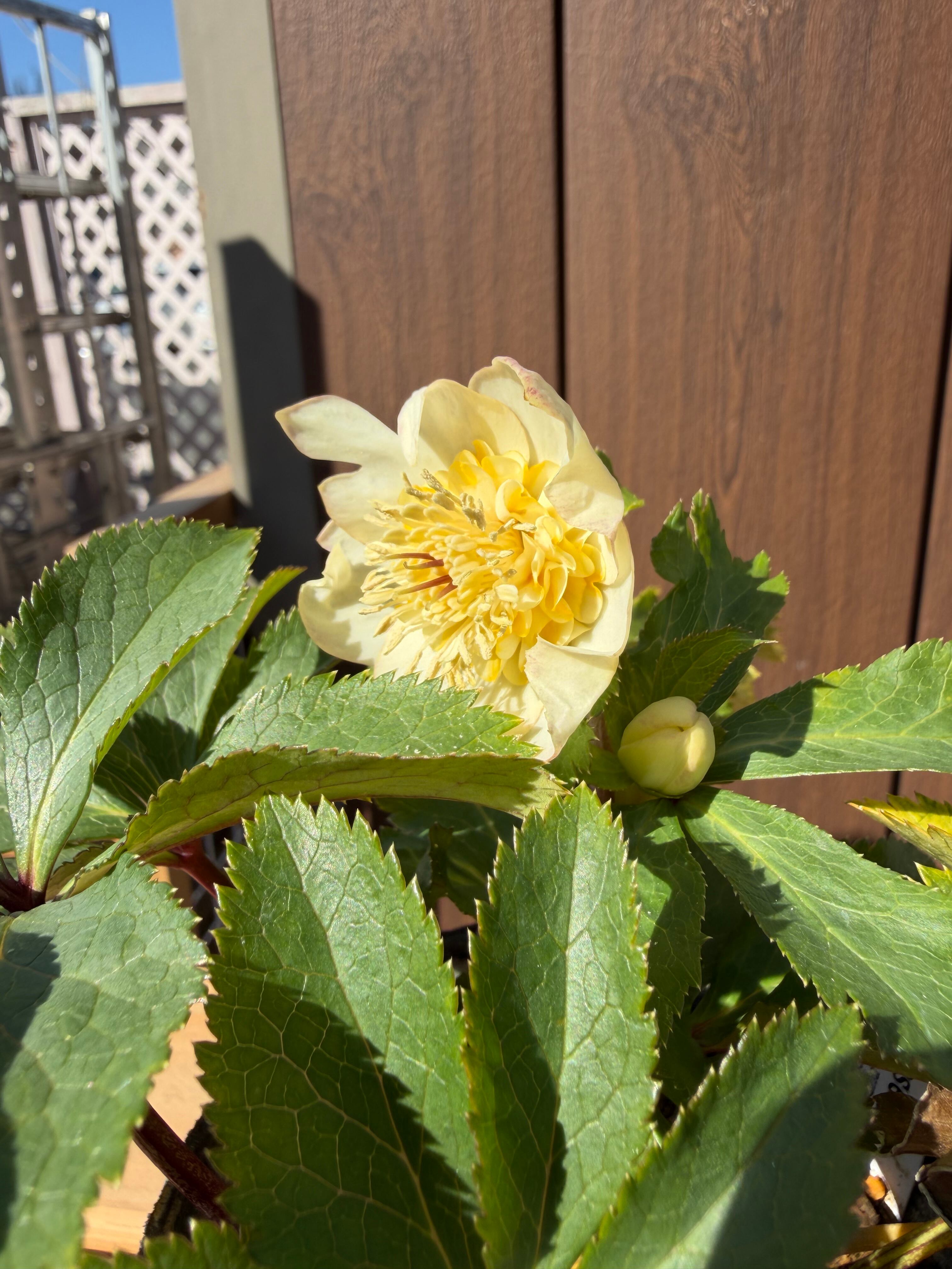 デュメ系オーレアsd 大木ナーサリー クリスマスローズ【Og15】送料無料