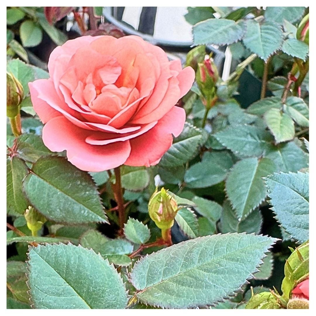 ミニバラ：テディベア（3-3.5号）芳香性 四季咲き ミニバラ苗 薔薇