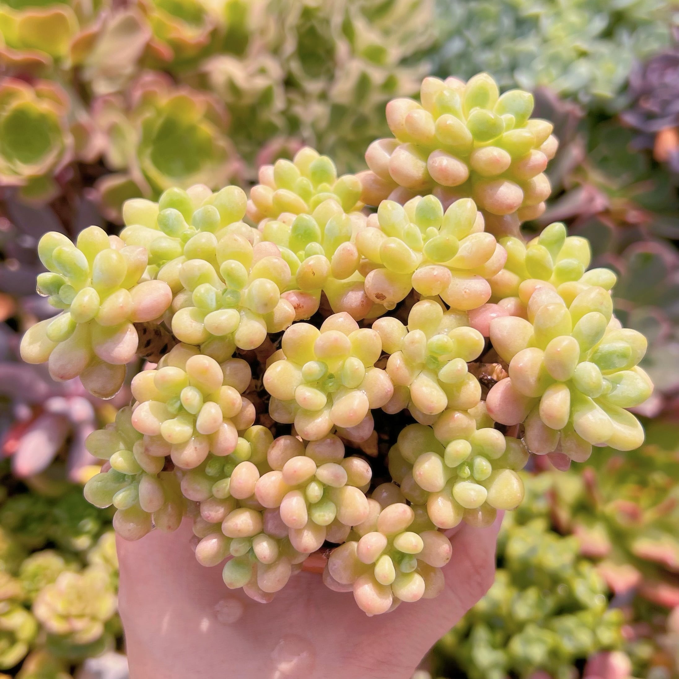 現物　キャビア#692   るる農園