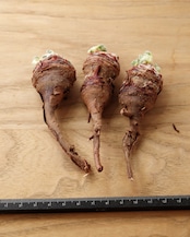 一部発根済カット苗 ペラルゴニウム トリステ S Pelargonium triste