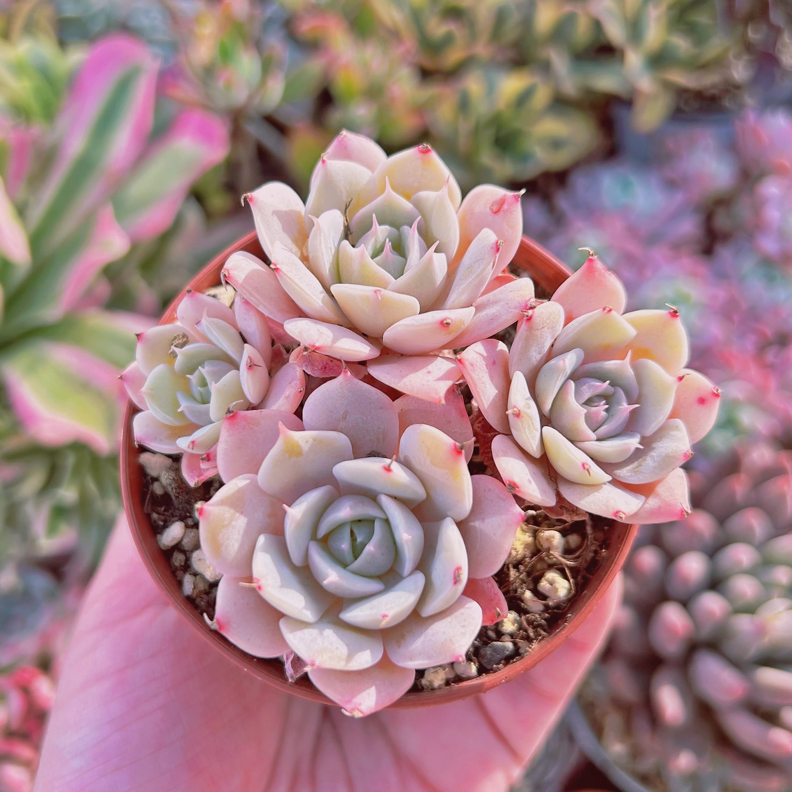 多肉植物　Echeveria  新品種　ブラッドブリアナxスノーフィールド　3～4頭