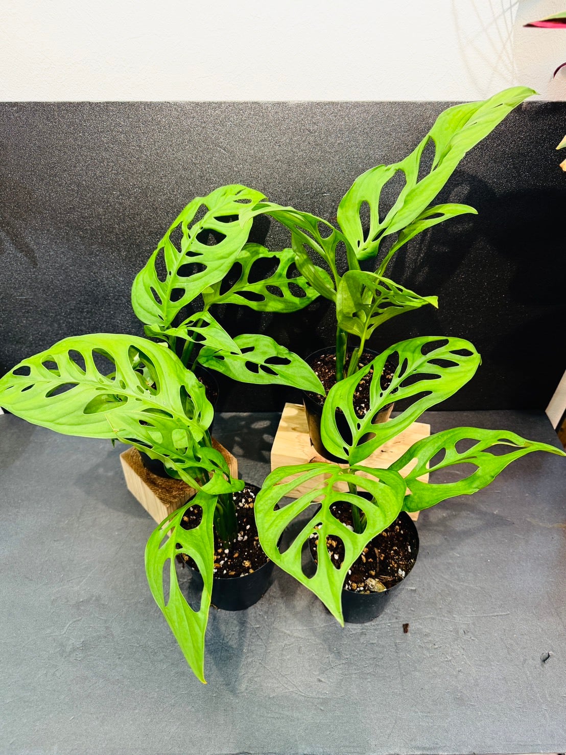 モンステラ・エスケレート 4号 | 観葉植物と雑貨のお店 VIVAGREEN