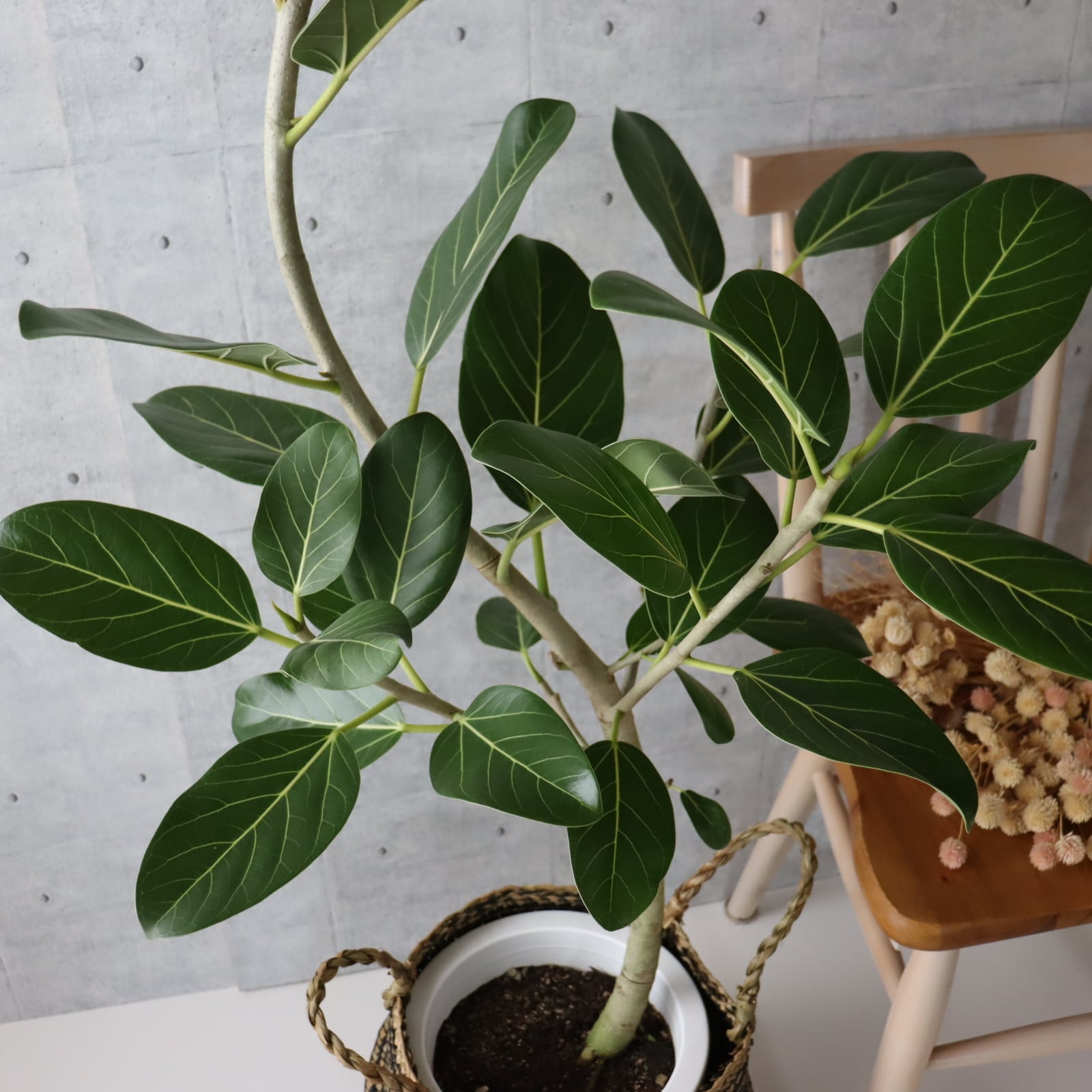 フィカス ベンガレンシス 幹太 真っ直ぐ - 植物/観葉植物