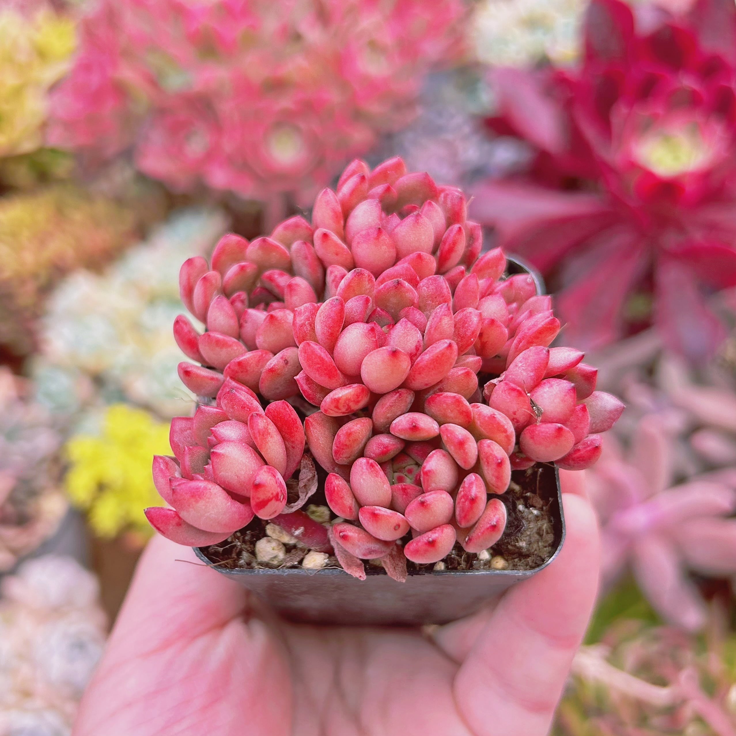 多肉植物 ピンクルビー 5頭 | るる農園~多肉植物専門 多肉植物 ピンクルビー 5頭 | るる農園~多肉植物専門