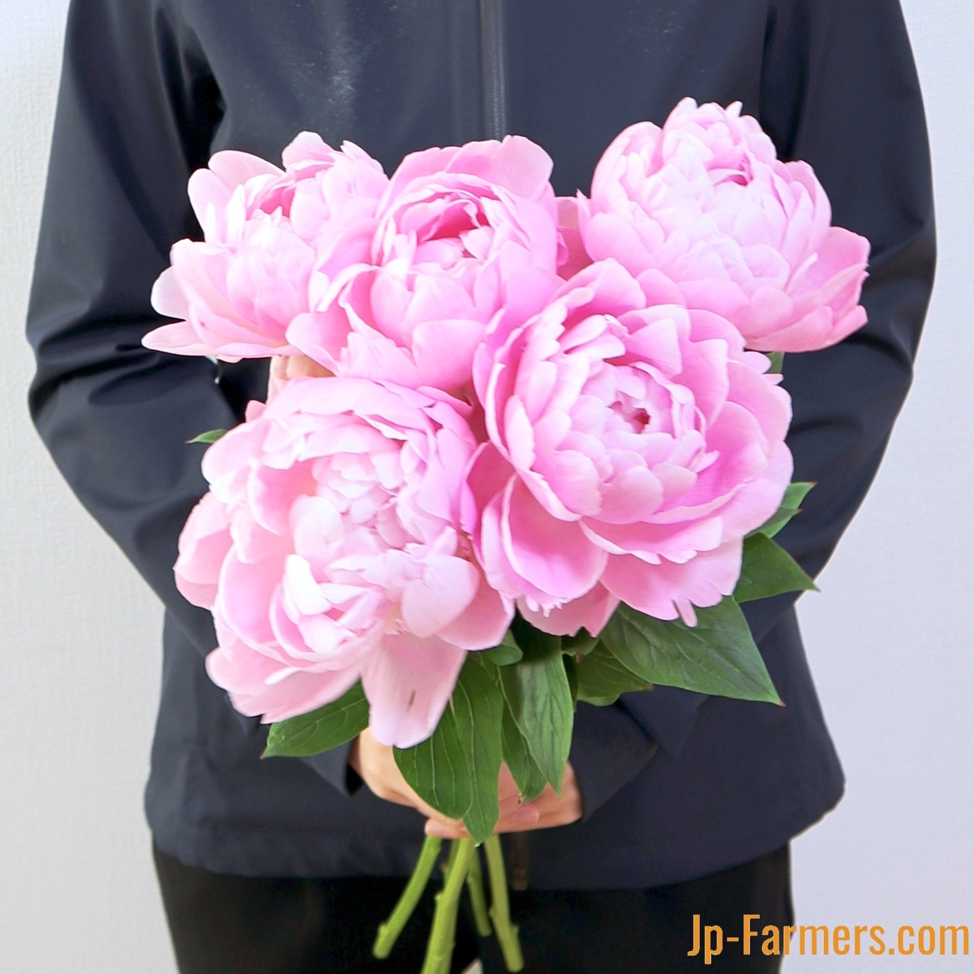 新潟県 みなみ魚沼農協 芍薬 ルーズベルト 八重咲 10本 Jp Farmers Com