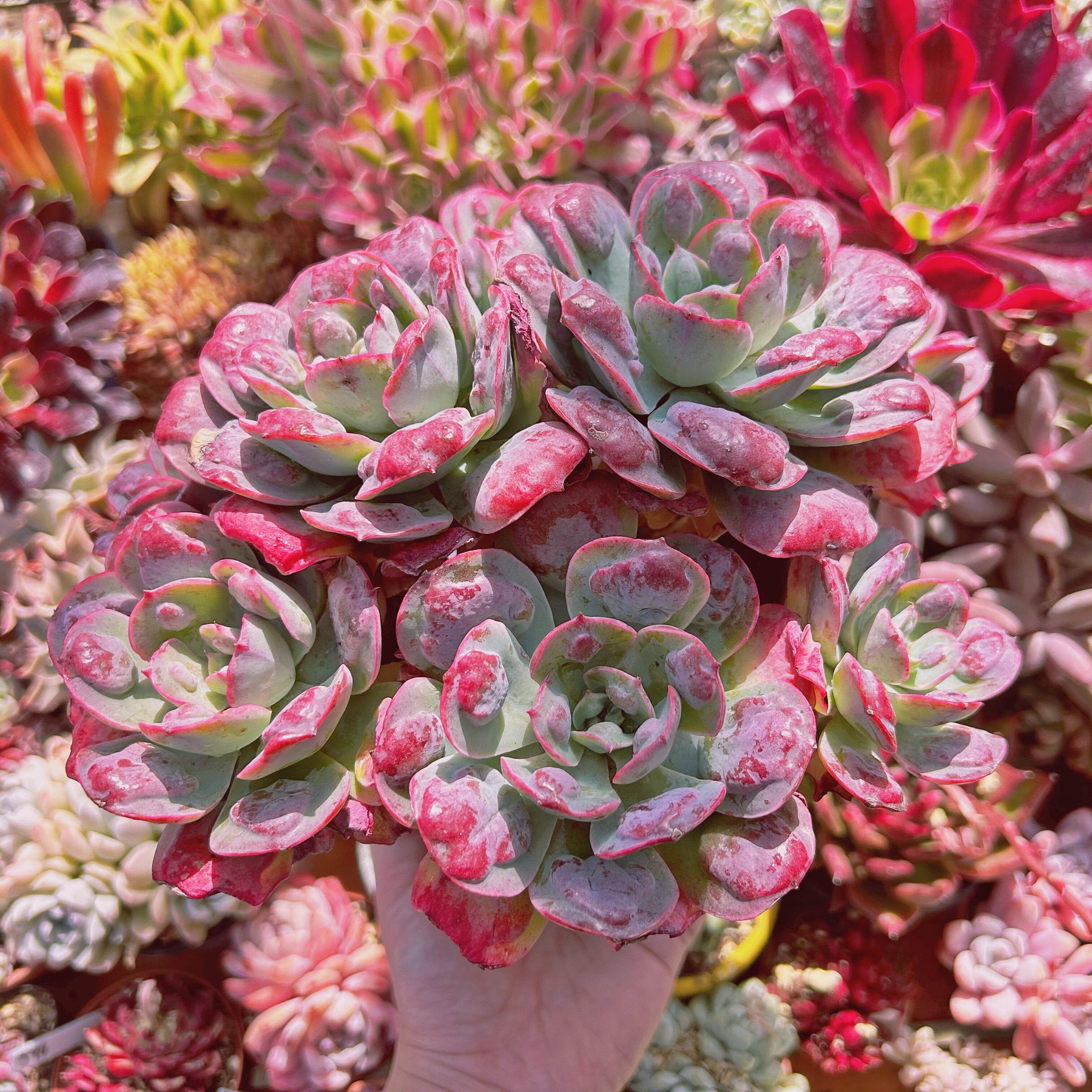 900現物 多肉植物 レインドロップ 特特大 | るる農園~多肉植物専門