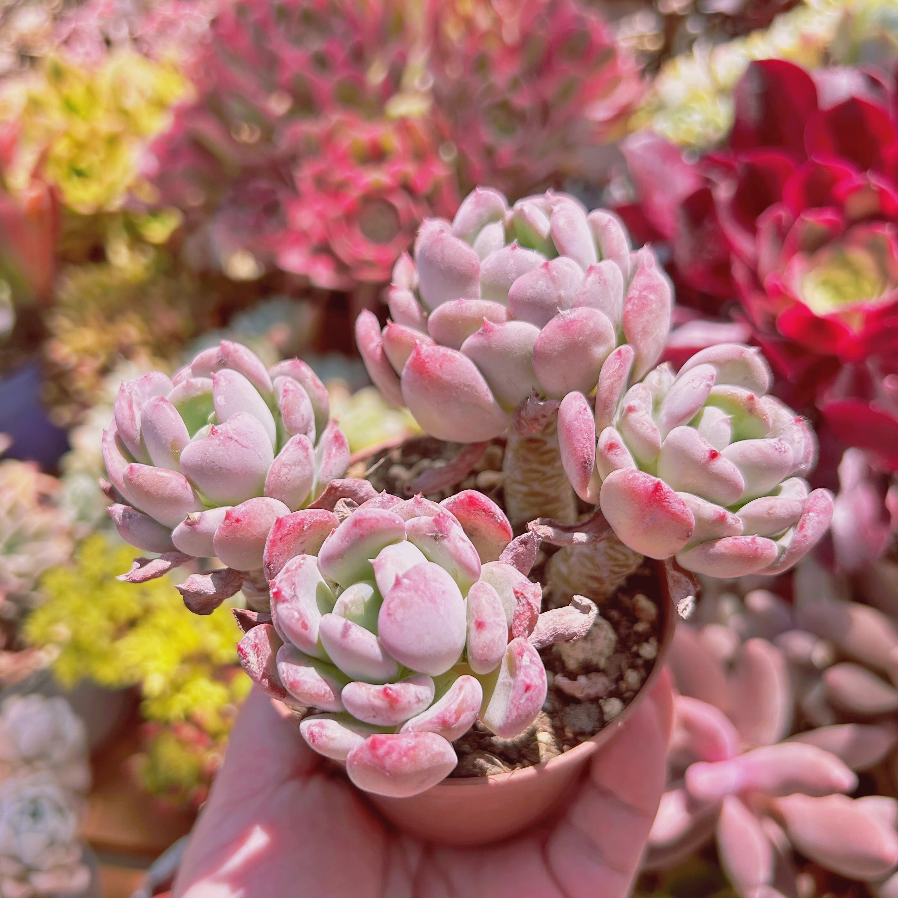 #246現物　多肉植物　ラピネ　　抜き苗