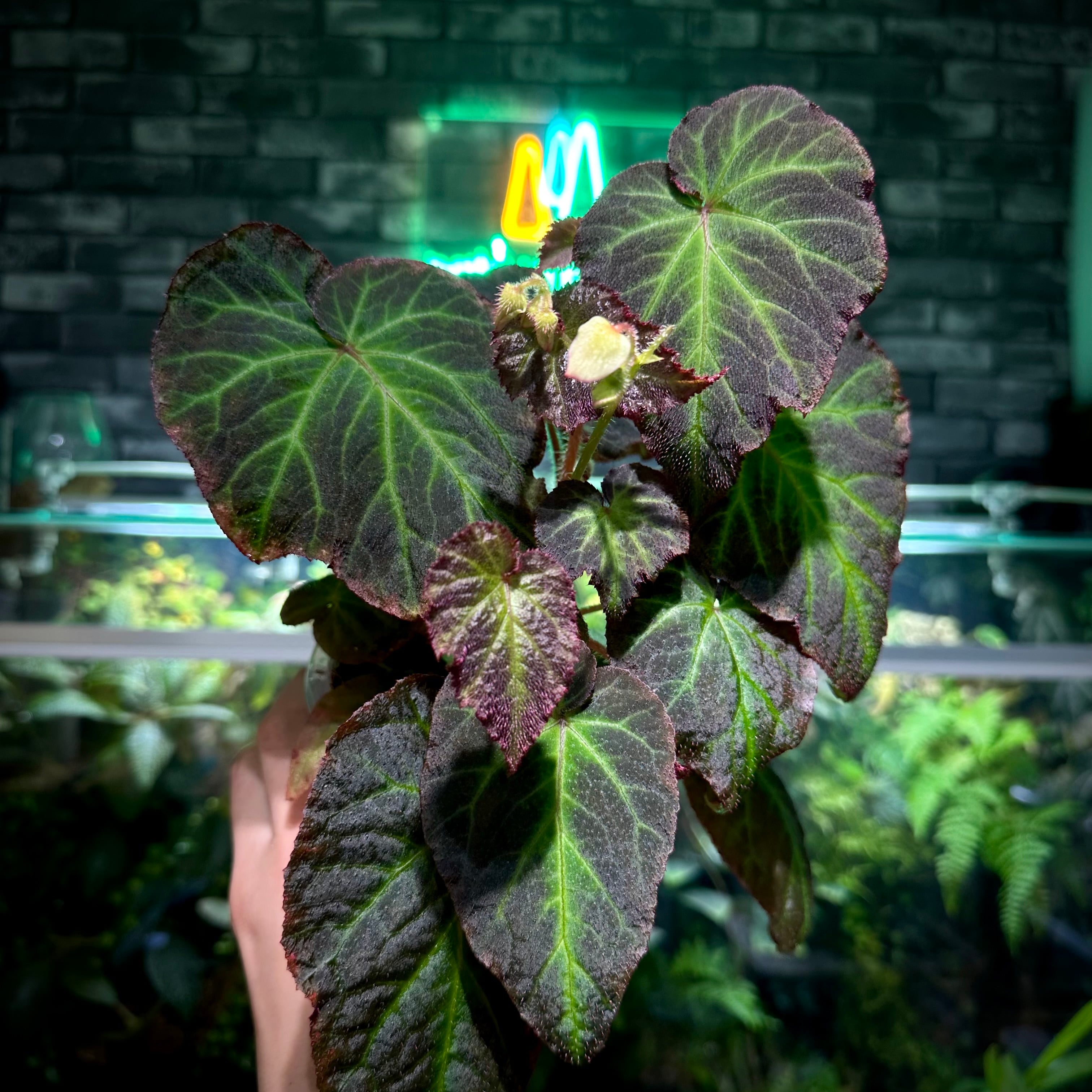 Begonia sp. Sumatera utara | ベゴニア専門 オンラインショップ
