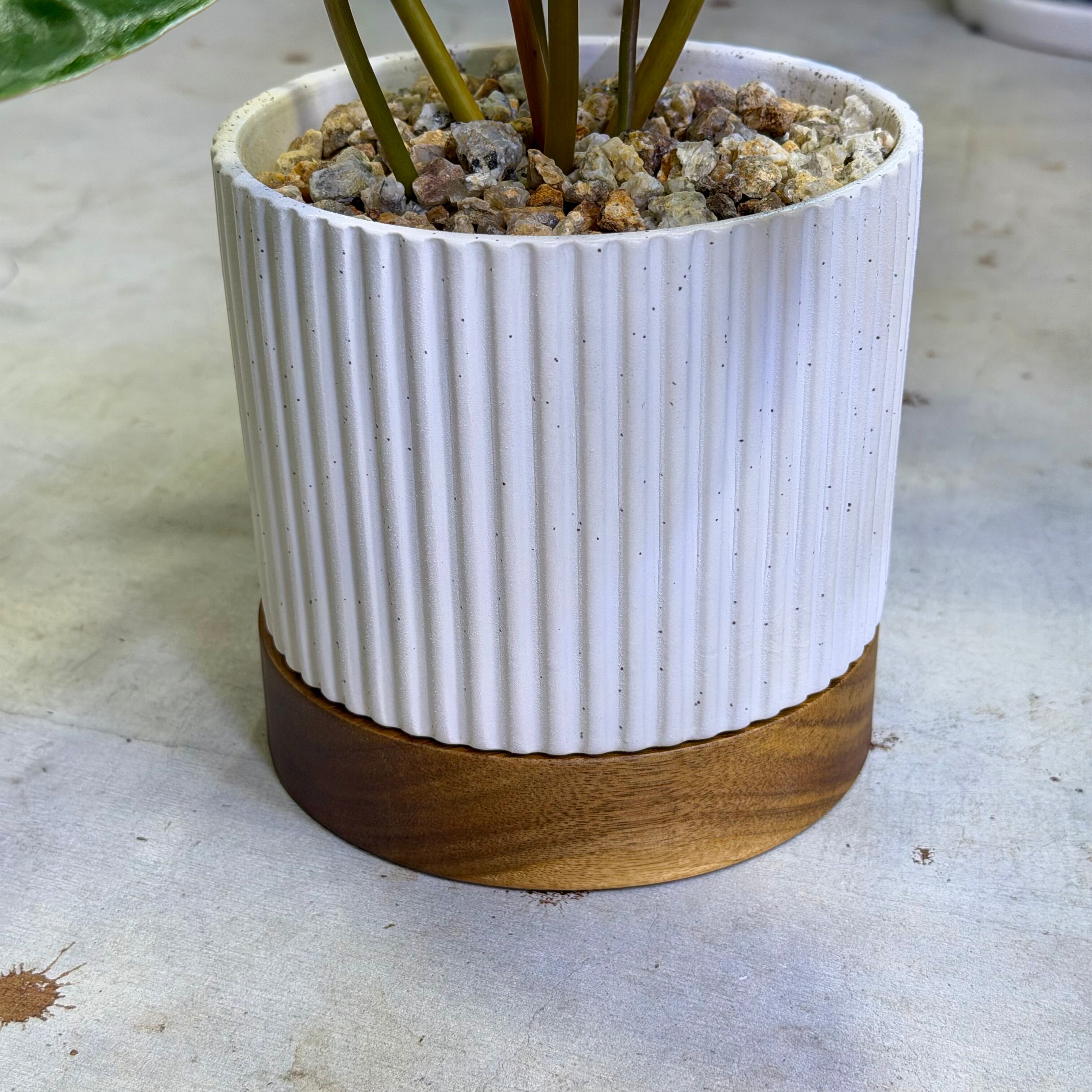 フィロデンドロン・ビレッティア | barrelplants_BONSAI