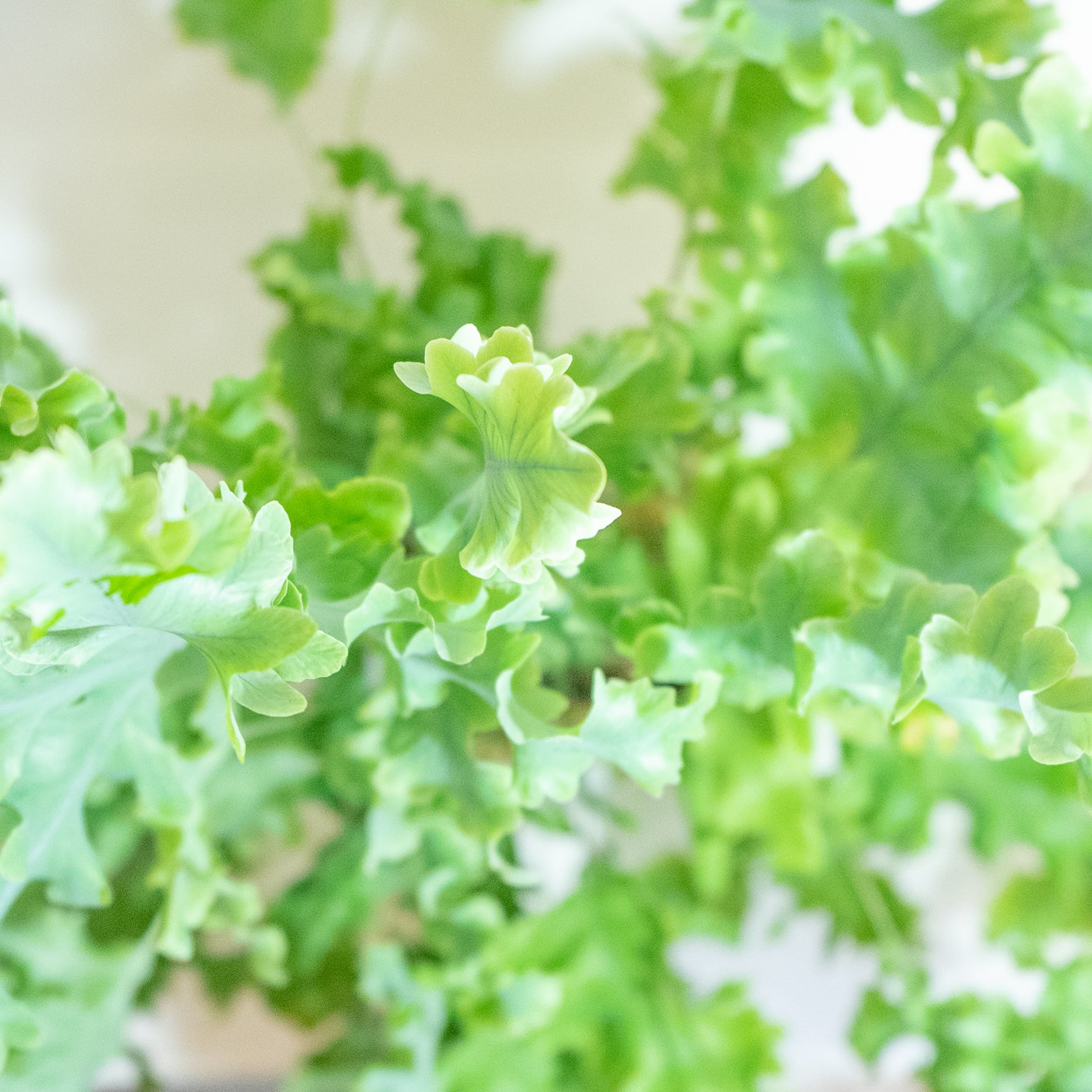 ＼送料無料／屋内もオッケーなフレポディウム・ダバナの鉢植え｜無機質でどんな場所とも相性のいい手作りモルタル鉢