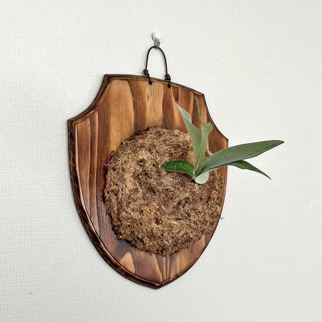 ビカクシダ 白ビフ 板付 【観葉植物 壁掛け コウモリラン】 | bikakuya