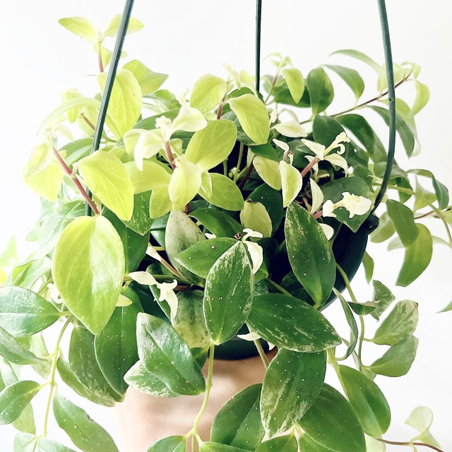 繊細なシルエット✳︎コドナンテ クラシフォリア ハンギング 観葉植物 calm cafe