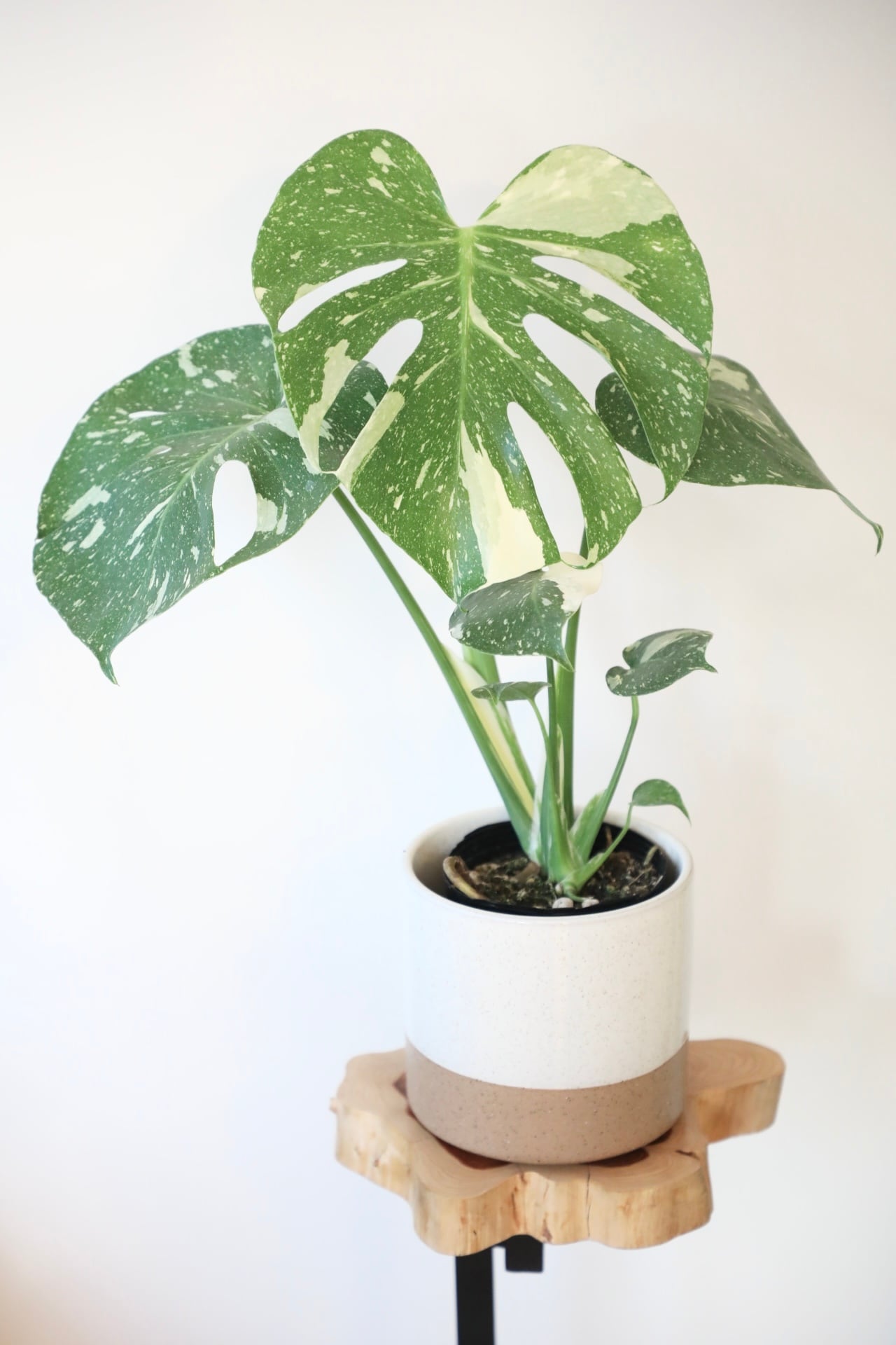 観葉植物】斑入りモンステラ（鉢付き）：デリシオーサ・タイコンステ