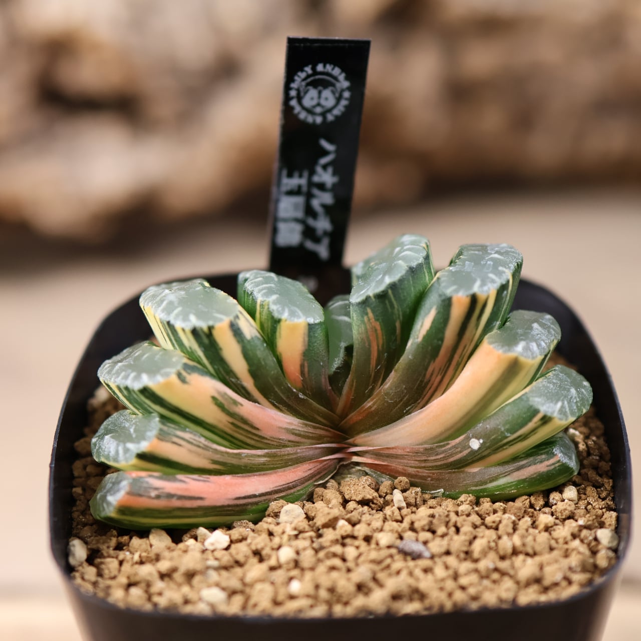 721『ハオルチア 玉扇錦』観葉植物【送料無料】 | MARX PLANTS | 観葉