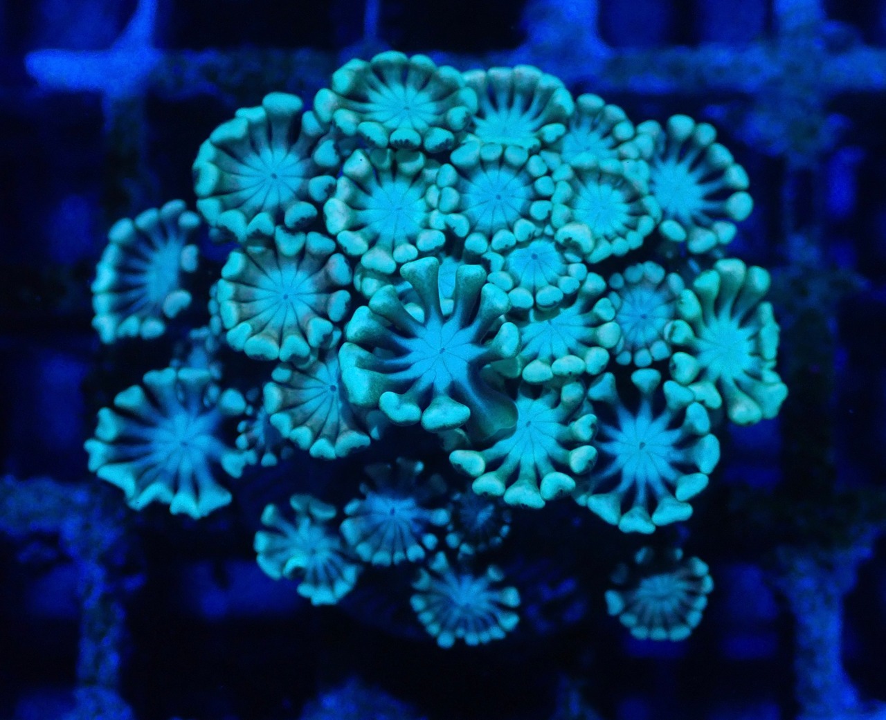 Alveopora 5
