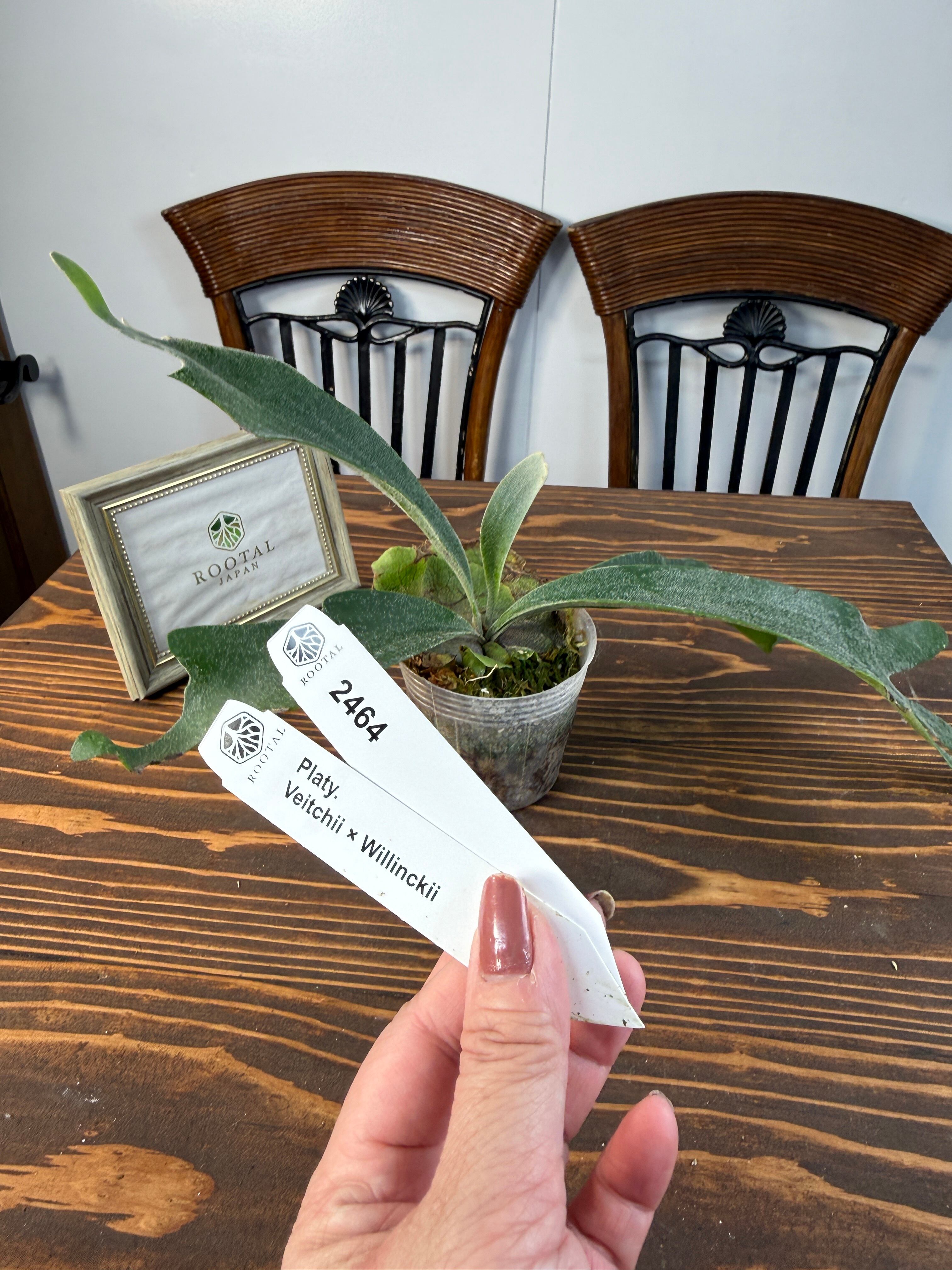 ★2464【交配種の面白さ】ビカクシダ ベイチー×ウィリンキー(3号ポット)