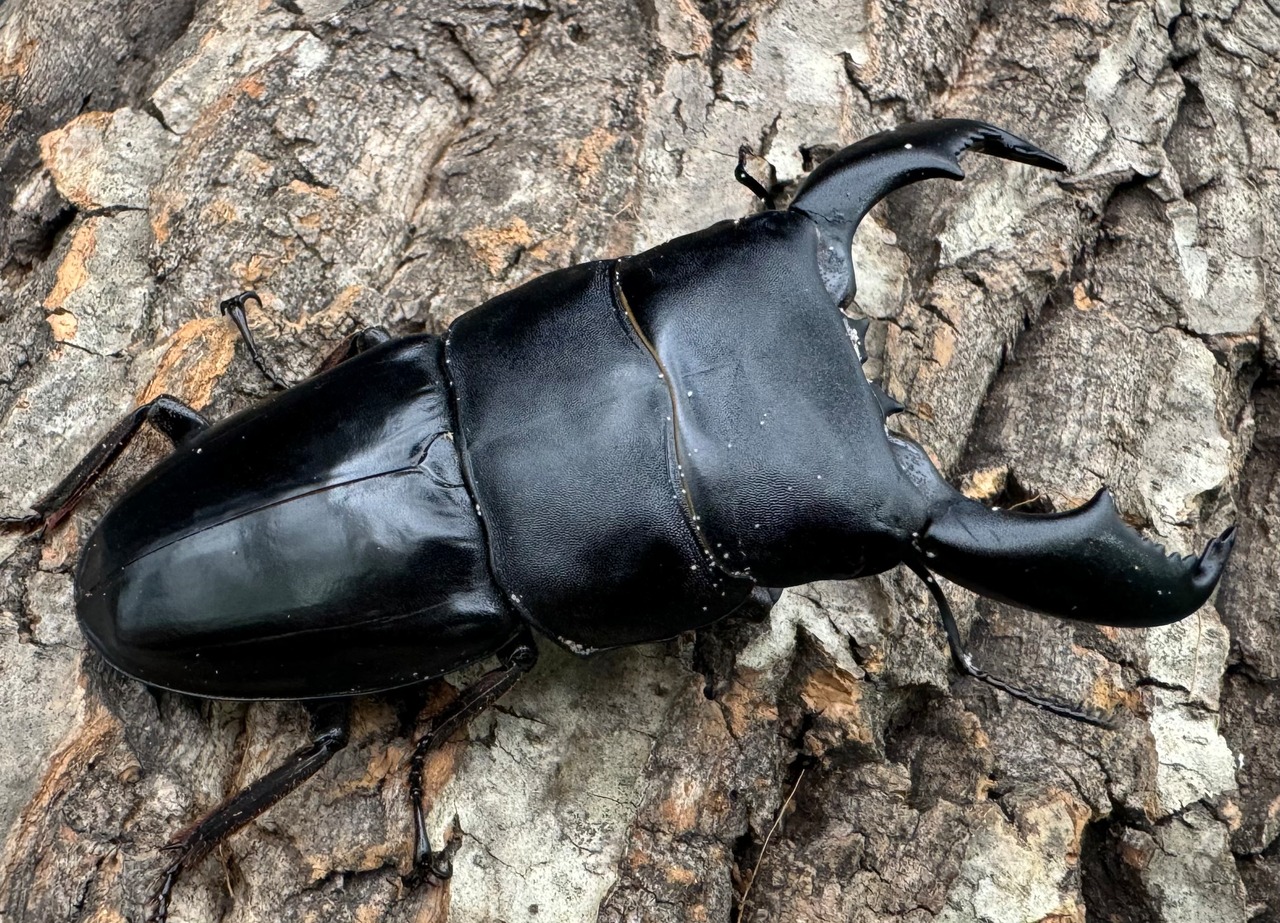 【WD】《スマトラオオヒラタ ベンクール産 92mm ペア》