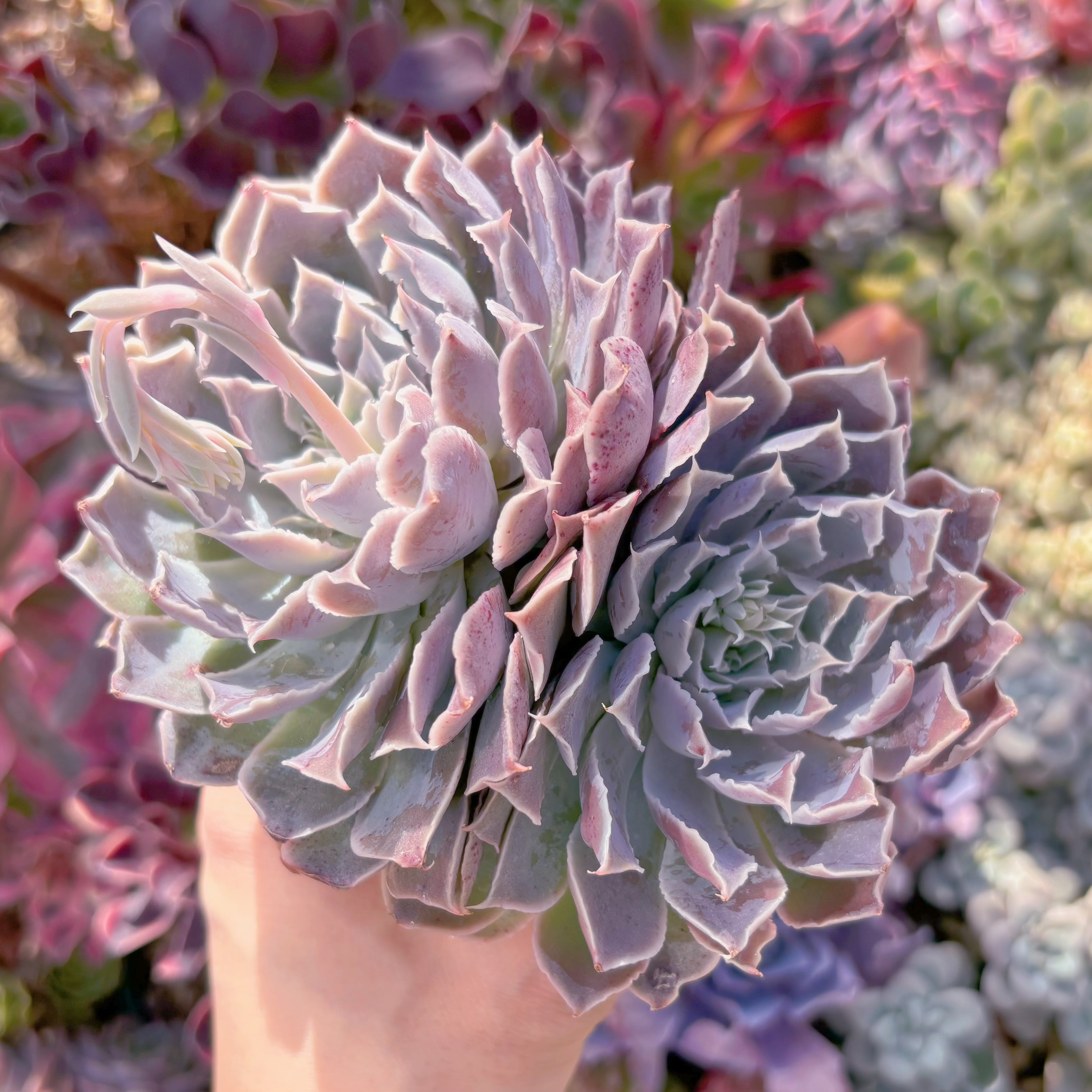 現品　Echeveria 'Laguna Sanchez'#024　るる農園